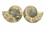 Cut & Polished, Agatized Ammonite Fossil - Madagascar #270272-1